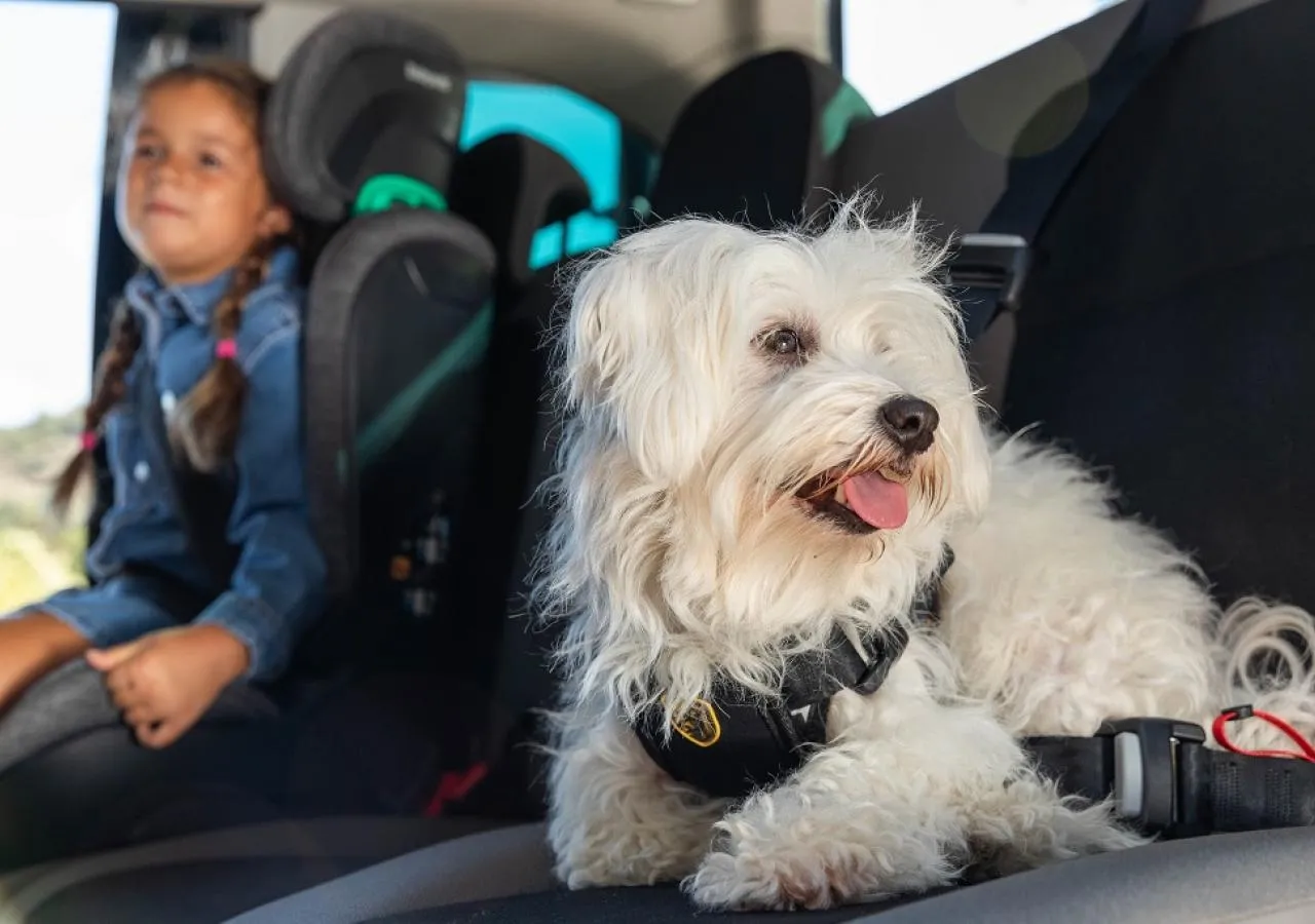 La seguridad de nuestras mascotas en los viajes por carretera
